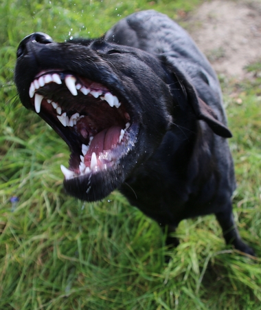funny labradorの写真素材