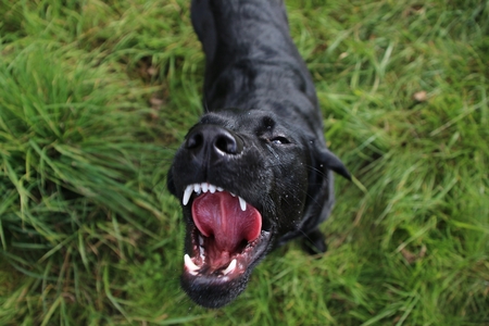 funny labradorの写真素材