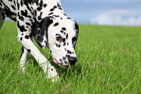 Walking dalmatian dog in the gardenの写真素材