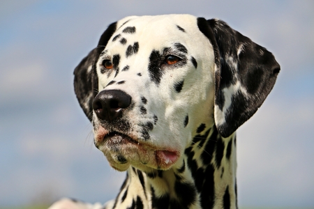 Dalmatian portraitの写真素材