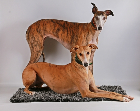 Galgos in studioの写真素材