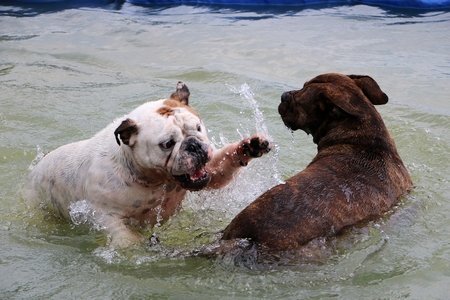 Bulldogs are playing in the poolの写真素材