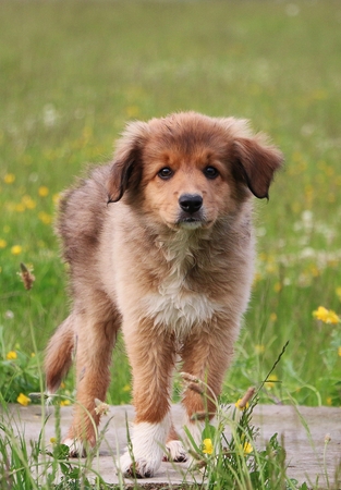 brown border collie puppy is standing in the gardenの写真素材