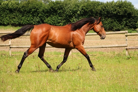 Brownhorse is running on the paddockの写真素材