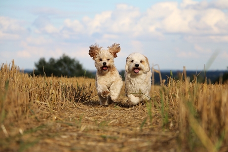 Two small dogs are running in a stubble fieldの写真素材