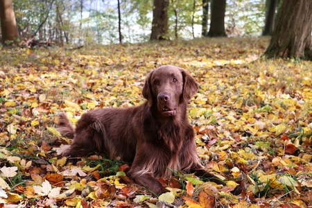 brown-haired retriever is lying in the colorful autumn forest