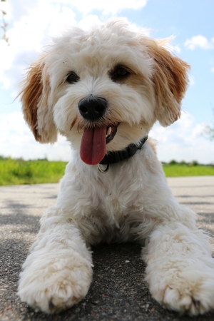 havanese portrait