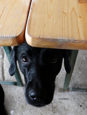 black labrador is begging under the tableの写真素材
