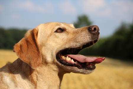 labrador portrait in the sunshineの写真素材