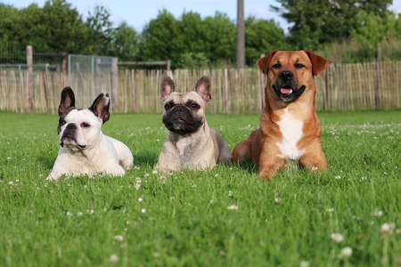 three friends lying in the gardenの写真素材