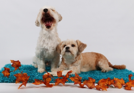 two funny little dogs in the studio