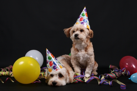 two cute party dogs in the studioの写真素材