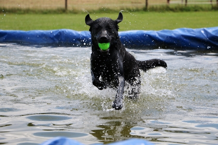 black labrador have fun in the poolの写真素材