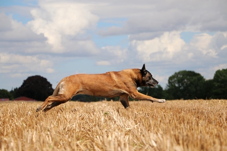 belgian shepherd is running on a stubble fieldの写真素材