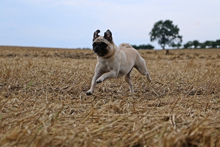 little pug is running on a stubble fieldの写真素材