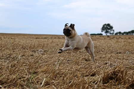 little pug is running on a stubble fieldの写真素材