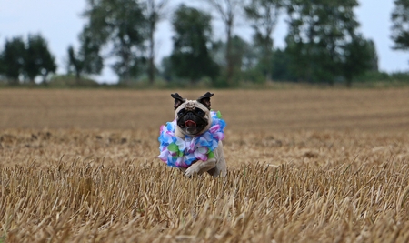little pug is running on a stubble fieldの写真素材