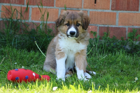 Border collie puppy is sitting in the gardenの写真素材