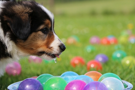 border collie puppy portrait in the gardenの写真素材