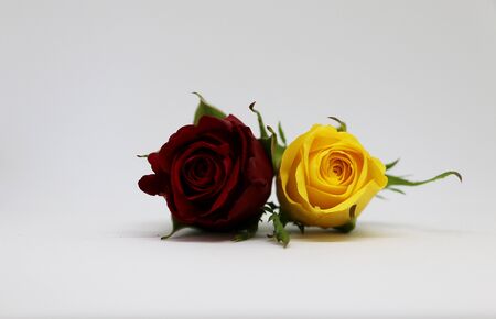 two roses lying in the studioの写真素材