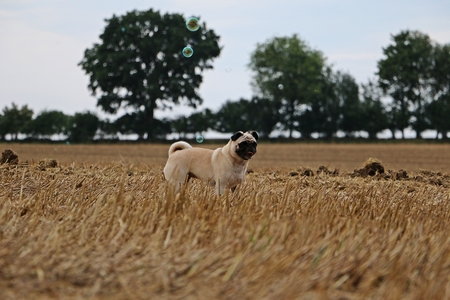 little pug on a stubble fieldの写真素材