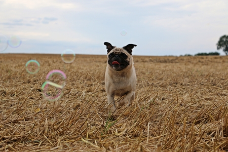 little pug is running on a stubble field with flying bubblesの写真素材
