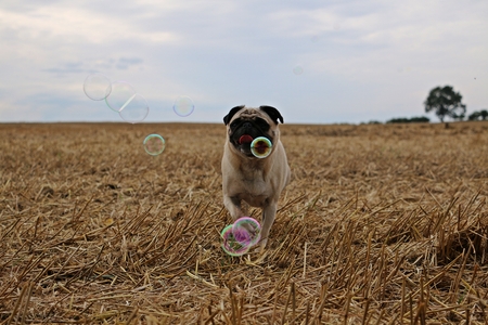 little pug on a stubble field with flying bubblesの写真素材