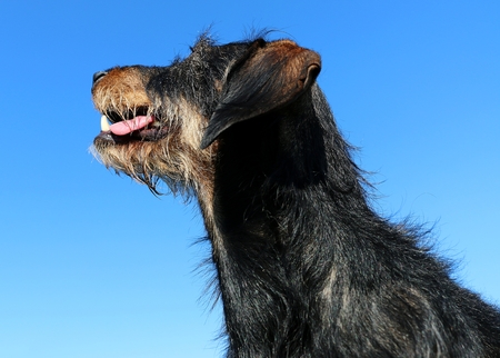 wire haired dachshound is looking up to the sky