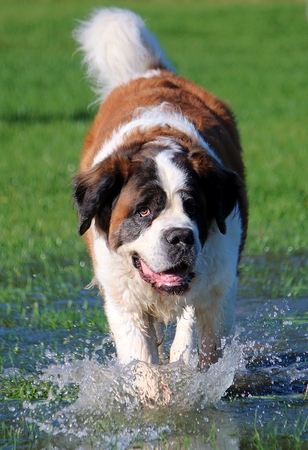 saint bernard is walking in the waterの写真素材