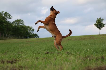 jumping brown mixed dog in the parkの写真素材