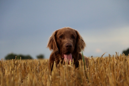 Flat-coated Retriever is lying in a stubble fieldの写真素材