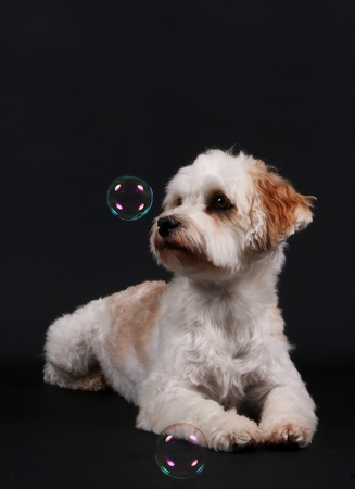havanese with flying bubblesの写真素材