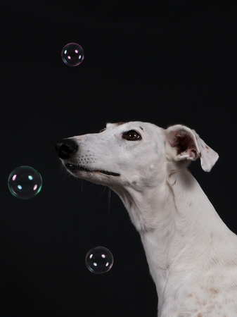 galgo is looking up at flying bubbles in the studioの写真素材