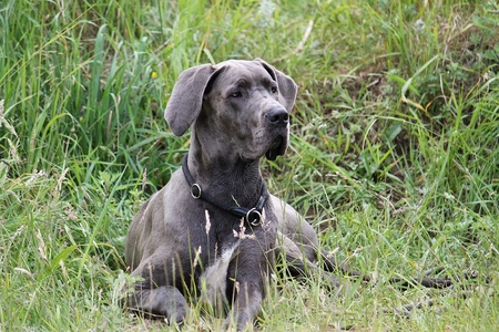 Great Dane is lying in a fieldの写真素材
