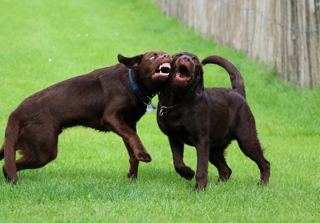 Two brown Labrador retrievers playing together in the parkの写真素材