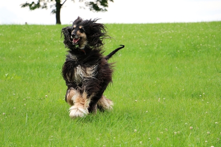 Afghan hound is running in the parkの写真素材
