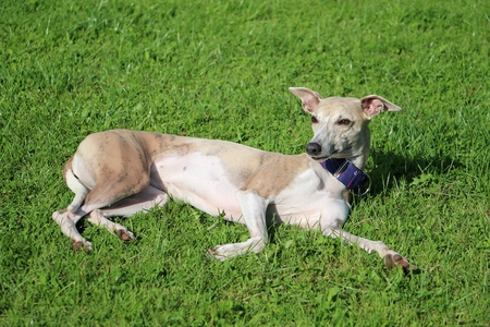 Whippet is lying in the garden in the sunの写真素材