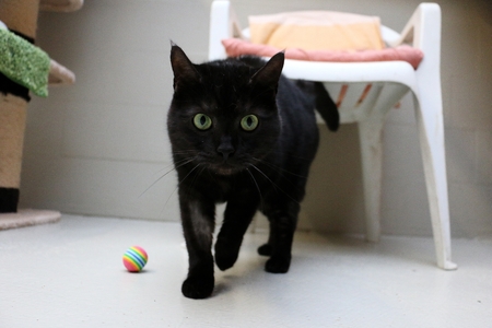 black cat is walking on the terraceの写真素材