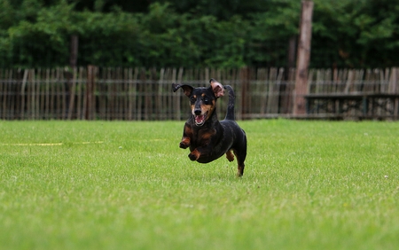 beautiful dachshound is running in the gardenの写真素材