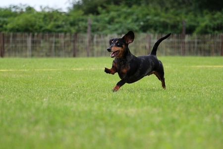 beautiful dachshound is running in the gardenの写真素材