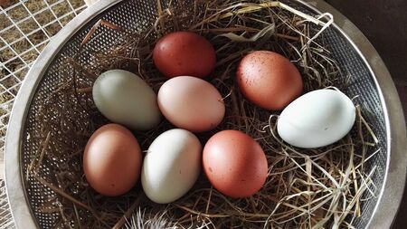 fresh eggs in the nest