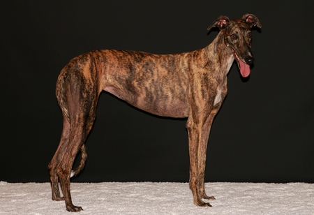 galgo espanol is standing on a white carpet in the studioの写真素材