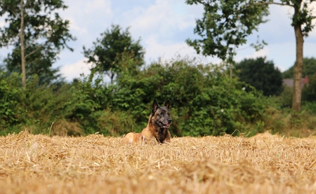 Belgian shepherd is lying in a stubble fieldの写真素材