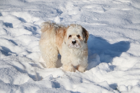 havanese is standing in the snowの写真素材