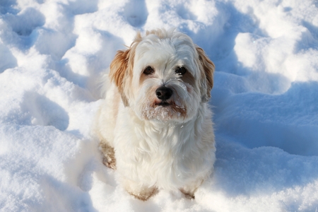 small havanese is sitting in the snowの写真素材