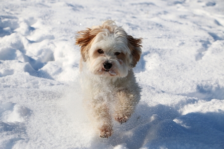 havanese is running in the snowの写真素材