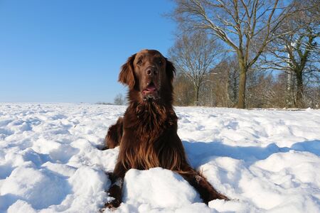 brown flat coated retriever is lying in the snow