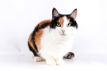 beautiful tricolored cat is sitting in the studioの写真素材