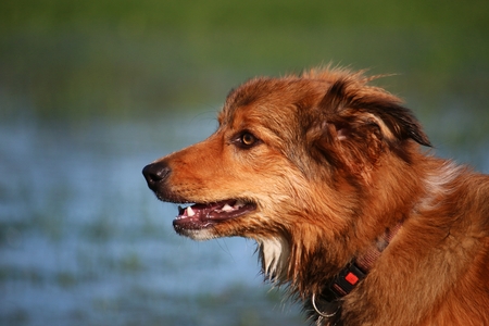 brown border collie portrait in the parkの写真素材