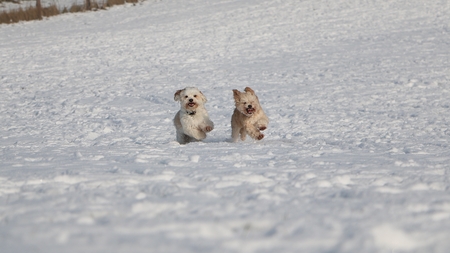 Two small dogs have fun in the snow